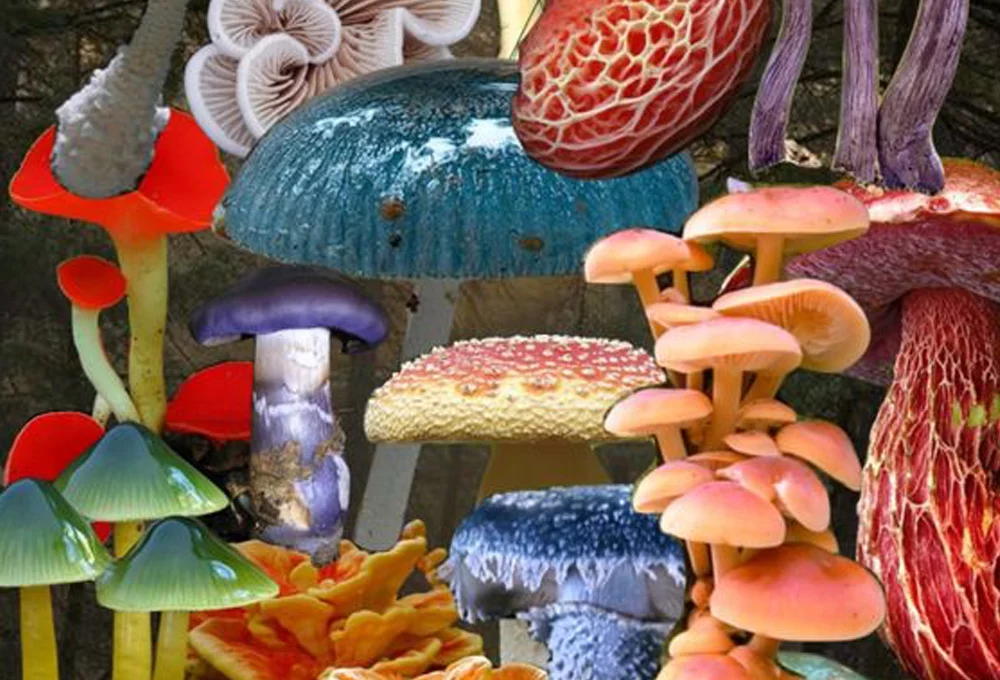 Unlocking the Mysteries of Functional Mushrooms: Nature's Hidden Superfoods